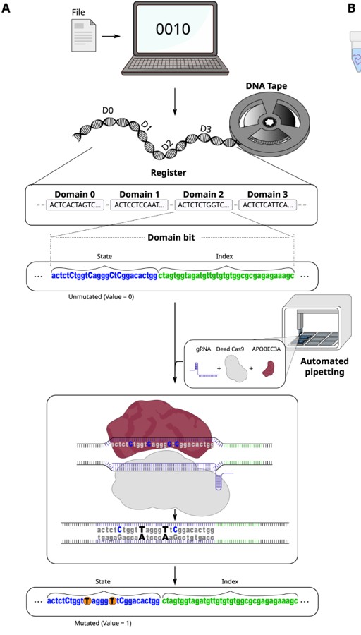 Figure 1 from Sadremomtaz et al., Nature Communications 2023 — writing a file onto DNA tape with CRISPR base editors